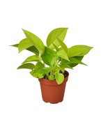 Pothos &#39;Neon&#39;-8&quot; Pot - $1,387.35 MXN