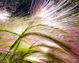 Sale 300 Seeds Bottlebrush Squirreltail Rye Grass Elymus Elymoides Sitan... - £7.89 GBP