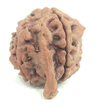 Ganesha Rudraksha / Collector Size Ganesh Rudraksh - Nepal - IGL Certified - $89.09
