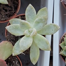 Ghost Plant, Live Succulents, Graptopetalum Paraguayense, Ghost Succulent, 2" image 2