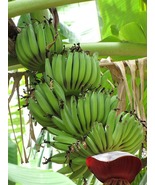 DWARF CAVENDISH Banana Tree Live Musa Banana Small Rooted STARTER Plant - $49.22 CAD
