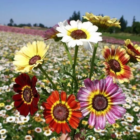 50++ Amazing Mix Daisy Flower Seeds for Garden and Planting - €3,48 EUR