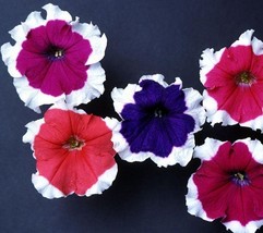 150 Pelleted Petunia Seeds Candypops Picotee Mix Candy Pops Mix Flower S... - £44.76 GBP