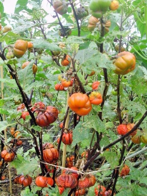 Best 30 PUMPKIN ON A STICK SEEDS Solanum integrifolium
