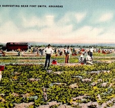 Spinach Harvesting Farm Postcard Fort Smith Arkansas 1943 PCBG11A - £15.43 GBP