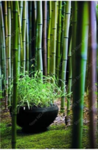 20 Seeds Bamboo Plant Giant Mixed Moso Bambu Plant Bambusa Tree Ornamental Garde - £3.65 GBP