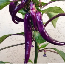 Cayenne Purple Hot Pepper 30,000 Scovilles Capiscum Medium Non-GMO 25 Seeds - £7.82 GBP