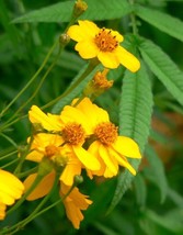 Marigold Mexican Mint Herb Spice 75 Seeds  - $7.99