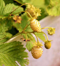 SKMO 100 Yellow Wonder Strawberry Everbearing Heirloom Fragaria Vesca Fruit Seed - £13.95 GBP