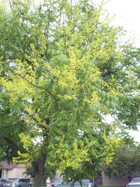 30 Golden Rain Tree Seeds Koelreuteria Paniculata Fresh Garden - £7.99 GBP