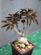 BStore 10 Seeds Store Euphorbia Ambovombensis Exotic Madagascar Bonsai Caudex Ca - £15.76 GBP