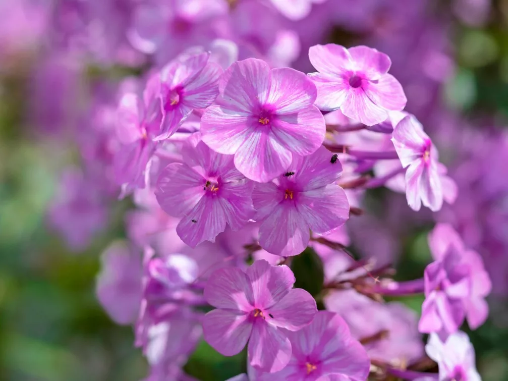 Alpha Phlox Seeds for Garden Planting - USA   100+  Seeds  - £6.16 GBP