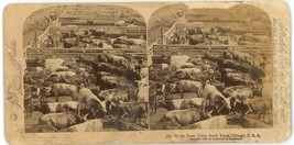 c1900&#39;s Real Photo Stereoview Jarvis In The Great Union Stock Yards Chicago, IL - £7.52 GBP