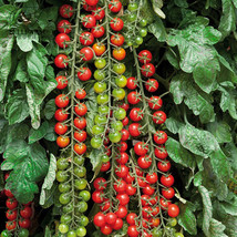 100 Seeds Tomato Rapunzel Green Red Bonsai Cherry Tomato Garden Beautiful - £4.65 GBP