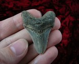 (S228-18) 1-5/8&quot; wicked Fossil MEGALODON Shark Tooth Teeth JEWELRY love ... - $34.58