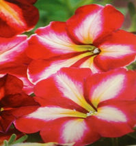 200 Red &amp; White Petunia Flowers Garden Seeds Planting Perennial - £10.98 GBP