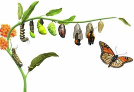 Garden Kit  Monarch Butterfly Raise Monarch Butterflies - £16.02 GBP