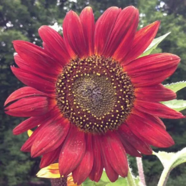 Sunflower Velvet Queen Premium Flower Stunning Fresh Seeds - £9.71 GBP