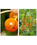 Golden Currant/ Clove Currant fruiting Shrub Bush edible LIVE PLANT - £34.16 GBP