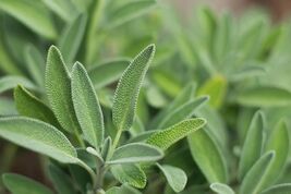 Italian Sage, Salvia Officinalis, NON-GMO, Variety Sizes, FREE SHIPPING - €1,69 EUR+