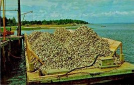 Postcard Washington Barge Oyster Shells Large Production in West Coast 5.5x3.5&quot; - £3.95 GBP