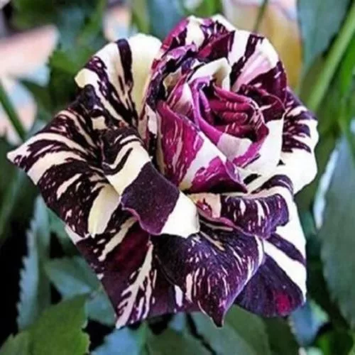 10 seeds high Germation Purple White Rose  Bush Shrub - £7.72 GBP