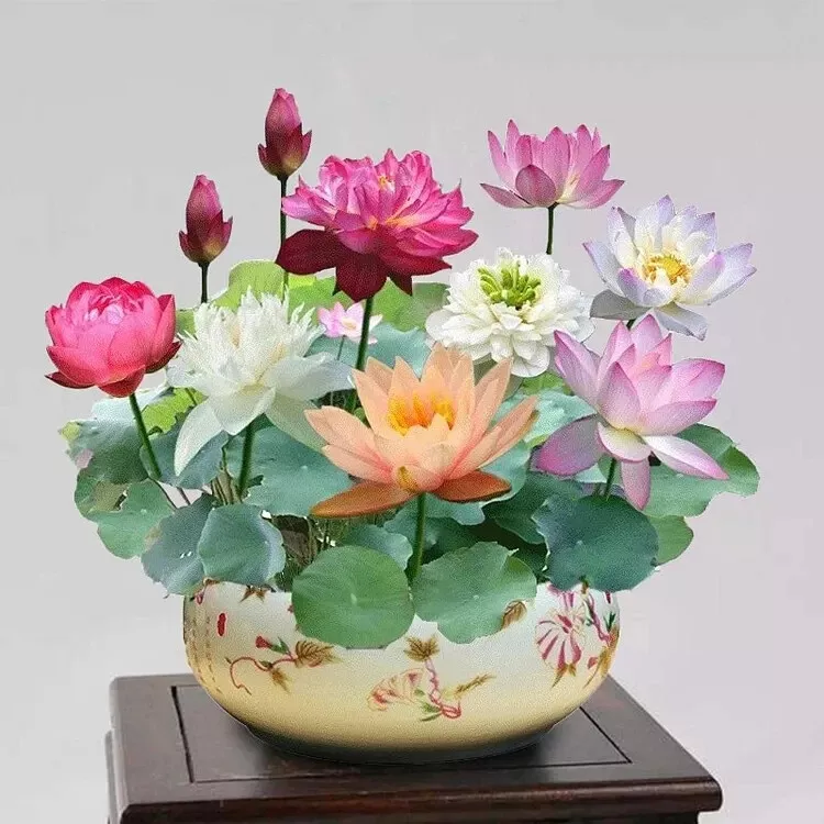 CLK 15 Mixed Color The Sacred Bonsai Lotus Flower Pond Seeds USA Herb Seeds - $20.05