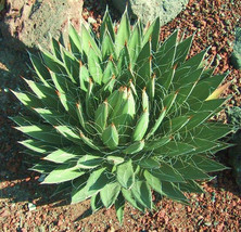 AGAVE FILIFERA  @J@rare succulent thread leaf plant exotic garden seed 1... - £15.68 GBP