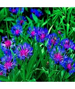 20 MOUNTAIN BLUE CORNFLOWER SEEDS, Centaurea montana Cold Hardy Plant - $17.69