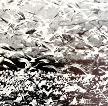 Royal And Cabot Terns Battledore Island Louisiana 1936 Bird Print Nature DWU13 - £8.78 GBP