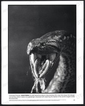 ANACONDA-8X10 B&amp;W PHOTO-GIANT Snake Spitting Venom Fn - £16.16 GBP