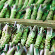 “ 400 PCS BELLFARM Wasabi Seeds, Approx  Japanese Mustard Herbs GIM ” - £12.62 GBP