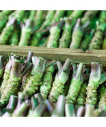 “ 400 PCS BELLFARM Wasabi Seeds, Approx  Japanese Mustard Herbs GIM ” - £12.48 GBP