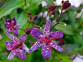 Tricyrtis formosana 'Samurai' Toad Lily Shade Garden Live plants Bare - $54.99