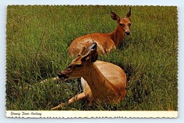 Young Deer Resting in Field Postcard - $7.00