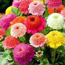 50 Seeds Mixed Color Crested Zinnia Flower - £7.71 GBP