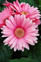 200 Seeds Pink Gerbera Daisy Fresh Seeds - $8.99