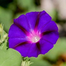 Morning Glory Seeds Grandpa Ott Flower Seed 250 Seeds USA Fast Shipping - £13.32 GBP