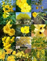 YELLOW FLOWER PLANTS MIX exotic garden tree fragrant bonsai bloom seed 15 seeds - £6.93 GBP