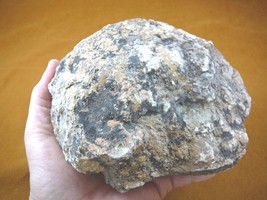 (DF844-164) 3 Lb Fossil Real Dinosaur Poop Coprolite Dino Valley Utah Dung Scat - £57.71 GBP