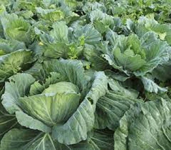 Exotic Premium Morris Heading Collard Greens Fresh Organic Heirloom Seed... - $3.19