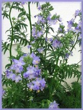 Guashi Store 100 Seeds Blue Pearl Polemonium (Jacobs Ladder) Polemonium Caeruleu - £7.07 GBP