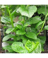 VCS Malabar Spinach Green 15 100 Seeds Vine Alugbati Mồng Tơi Nutritiona... - $256.33 MXN