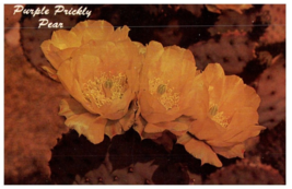Purple Prickly Pear Cactus Desert Botanical Gardens Cactus Postcard Posted 1971 - £5.47 GBP