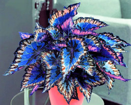 USA Seller 15 Seeds Heirloom Coleus Seeds Beautiful Mix Color Flower Plant  - $8.66