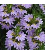 20 Scaevola Mix Flower Seeds - £4.53 GBP