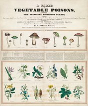 12248.Decoration POSTER.Room interior wall art decor.Poison Veggies and Mushroom - £12.78 GBP+