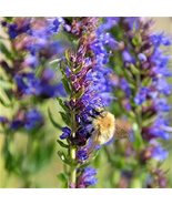 Hyssop Plant Seeds - 50 Count Seed Pack - a Pretty Compact Perennial wit... - $1.99