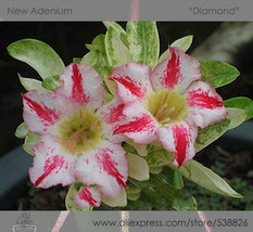 Release Diamond Light Pink Double Flowers Red Stripe Adenium Obesum Seeds 2 Seed - $10.78