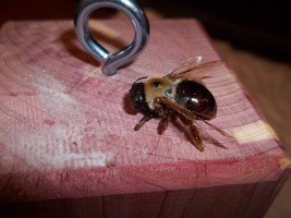 CARPENTER BEE TRAP RED CEDAR FREE SHIPPING - €17,20 EUR